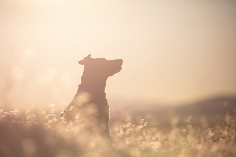 Dossier d’assurance pour comprendre les démarches après une morsure de chien